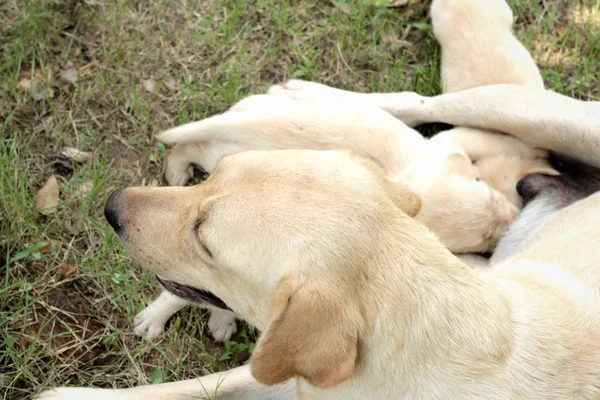 Mãe e labrador filhotes de um mês de idade de sucção . — Fotografia de Stock