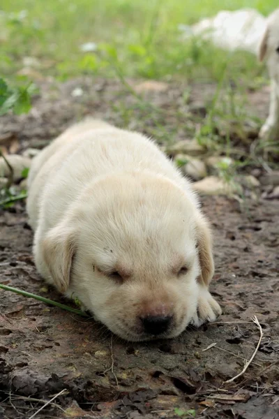 Labrador cachorro lindo un mes de edad estaba durmiendo . — Foto de Stock