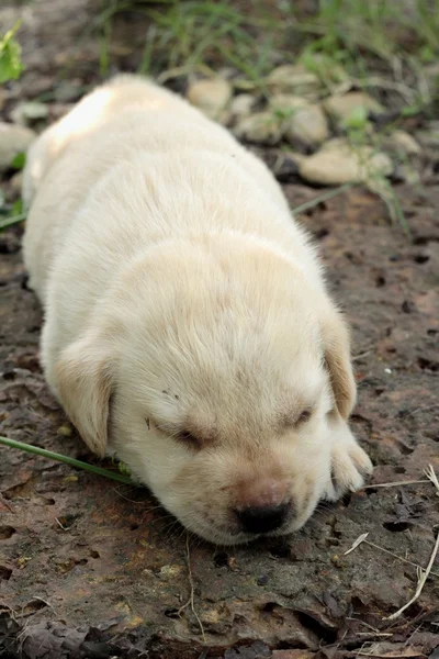 Labrador puppy schattig één maand oud was aan het slapen. — Stockfoto