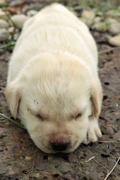 Labrador köpek yavrusu sevimli bir ay eski yatıyordu. — Stok fotoğraf