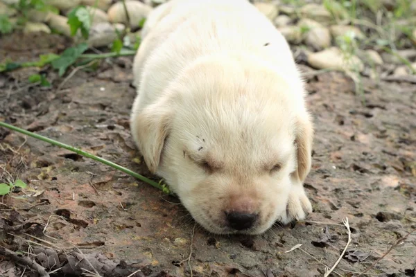 Labrador cachorro lindo un mes de edad estaba durmiendo . — Foto de Stock