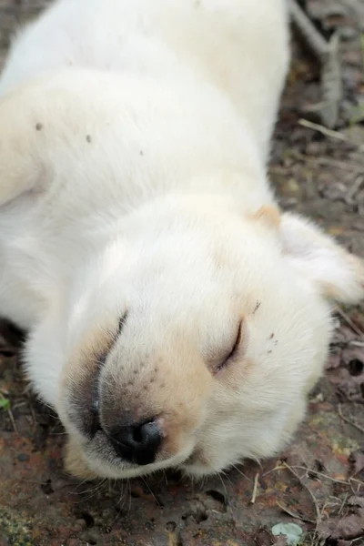 Labrador szczenię ładny jeden miesi¹c stary spał. — Zdjęcie stockowe