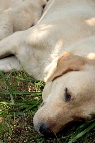 Maminka a labrador štěňata měsíc staré kojení. — Stock fotografie