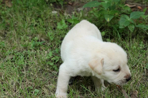 Labrador köpek yavrusu sevimli bir ay eski. — Stok fotoğraf