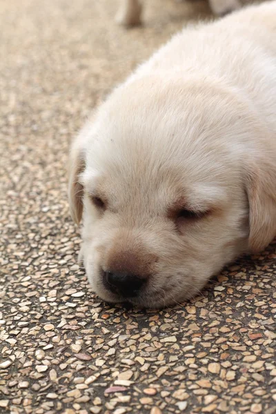 Labrador cachorro lindo un mes de edad estaba durmiendo . — Foto de Stock