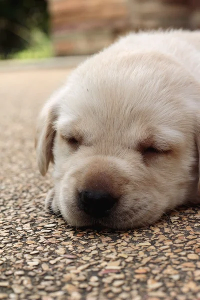 Labrador köpek yavrusu sevimli bir ay eski yatıyordu. — Stok fotoğraf