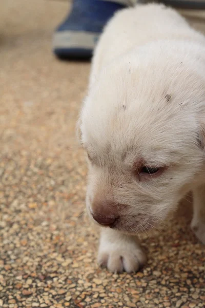 Labrador щенок симпатичный один месяц . — стоковое фото