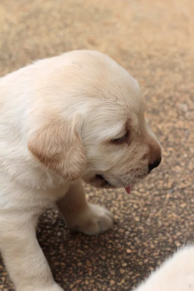 Labrador puppy schattig één maand oud. — Stockfoto