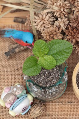 Chia tohum sağlıklı bir diyet için Kuru.