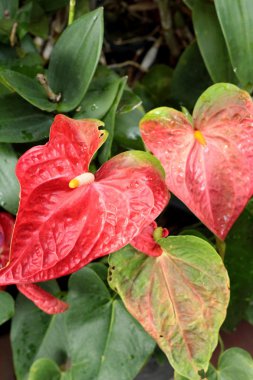 Doğal güzellik Anthurium çiçekleri.