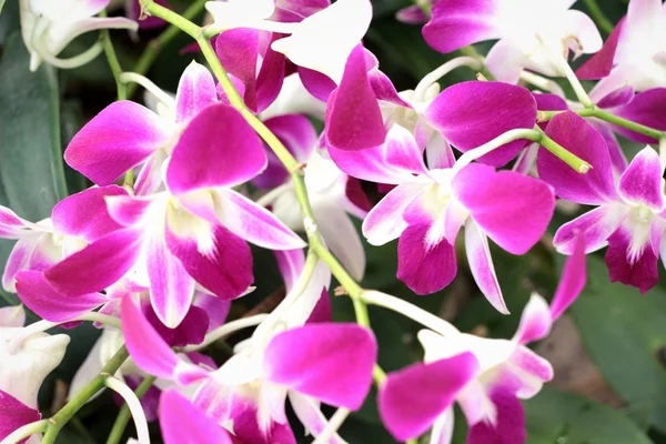 Flores de orquídea com a natureza . — Fotografia de Stock