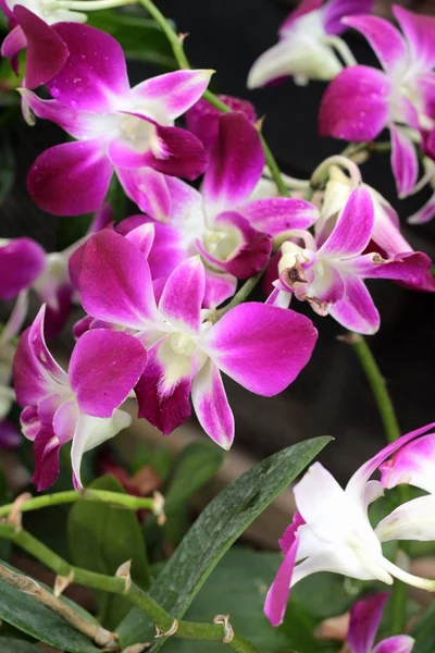 Fleurs d'orchidée avec la nature . — Photo