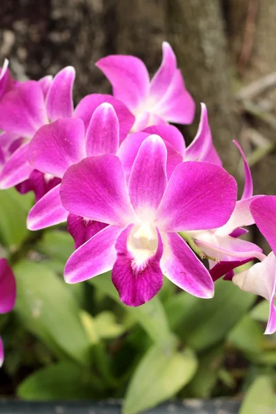 Fleurs d'orchidée avec la nature . — Photo