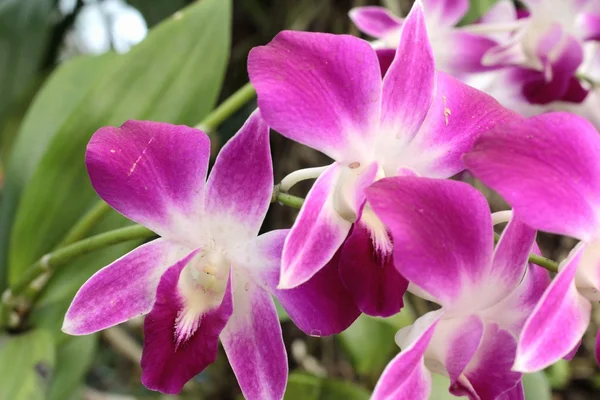 Flores de orquídea com a natureza . — Fotografia de Stock