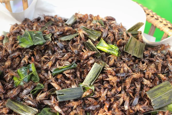 Fried insect of delicious. — Stock Photo, Image