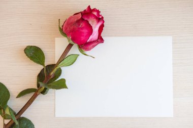 Açık bej arka planda, boş bir kağıda uzanmış tek bir gül. Kartpostal kavramı. Boşluğu kopyala