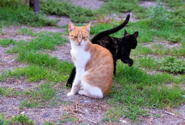 Korunaklı bir şekilde denizdeki kediler.