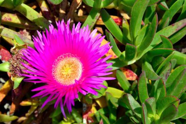 Porto Sezaryen Salento İtalya 'daki yağ bitkisi.
