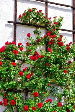 Güney Tyrol İtalya 'da güller