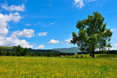 alpe di villandro It is the second largest mountain pasture in Europe sud tyrol italy