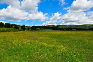 alpe di villandro It is the second largest mountain pasture in Europe sud tyrol italy