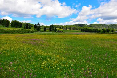 alpe di villandro It is the second largest mountain pasture in Europe sud tyrol italy