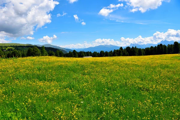 Alpe Villandro 유럽에서 번째로 목장이다 — 스톡 사진