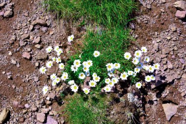 Alpe di Villandro Güney Tyrol İtalya 'da papatya.