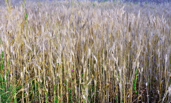 Пшеничное Поле Продаже San Giovanni Cuneo Italy — стоковое фото