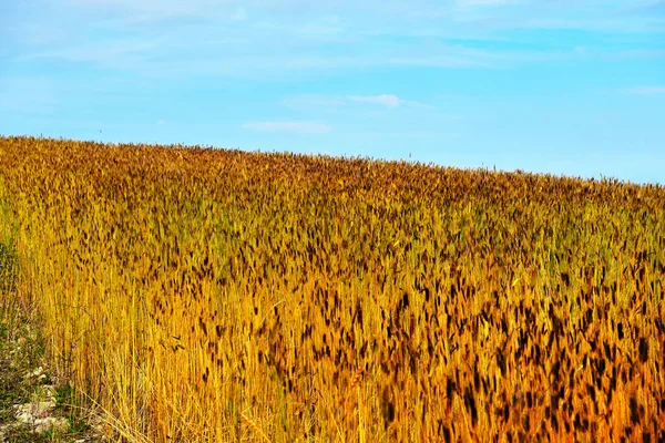 Пшеничное Поле Продаже San Giovanni Cuneo Italy — стоковое фото