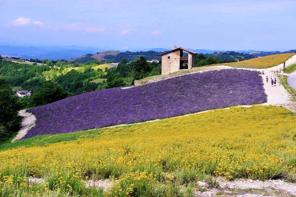 Lavender Field Sale San Giovanni Cuneo Italy — Stock Photo, Image