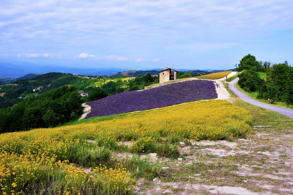 Lavendelveld Koop San Giovanni Cuneo Italië — Stockfoto