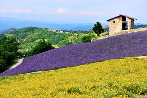 Lavendelveld Koop San Giovanni Cuneo Italië — Stockfoto