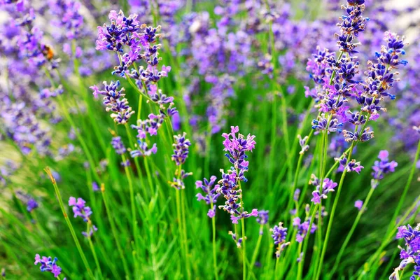 Campo Lavanda Venta San Giovanni Cuneo Italia —  Fotos de Stock