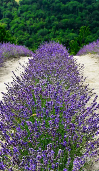 Lavender Field Sale San Giovanni Cuneo Italy — Stock Photo, Image