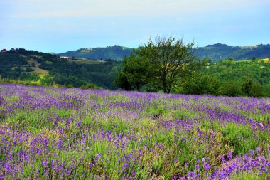 San Giovanni cuneo İtalya 'daki lavanta tarlası