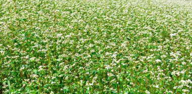 organik karabuğday satışı San Giovanni cuneo İtalya