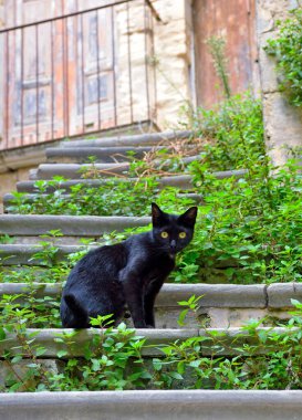 Ragusa Sicilya 'nın tarihi merkezinde kara kedi