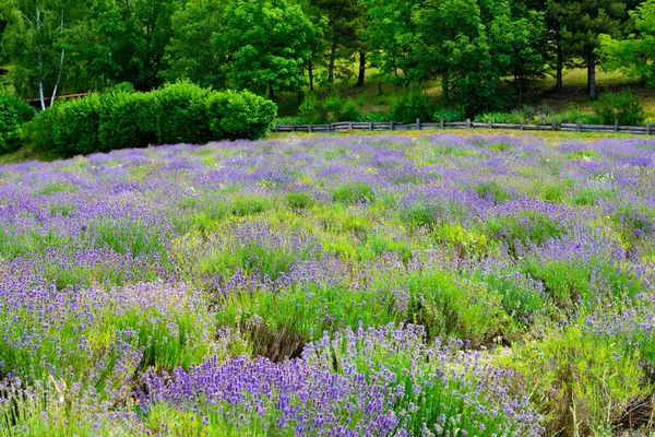 Lavender Field Sale San Giovanni Cuneo Italy — Stock Photo, Image