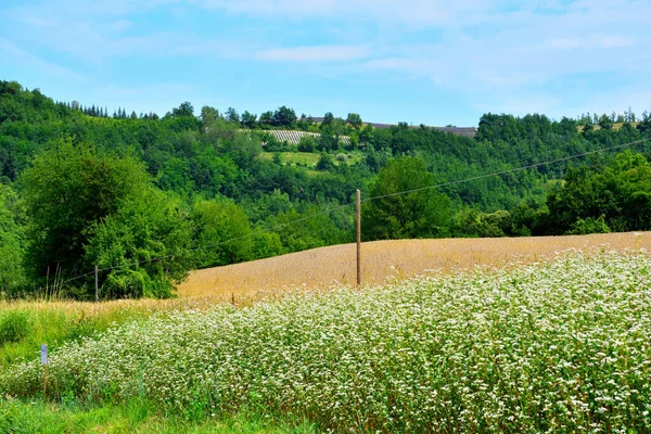 Sarrasin Bio Vente San Giovanni Cuneo Italie — Photo