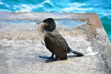 Genç karabatak limonu Konsolos Garda İtalya