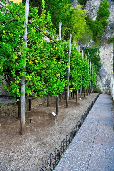 Citroenhuis Van Het Kasteel Limone Sul Garda Brescia Italië — Stockfoto