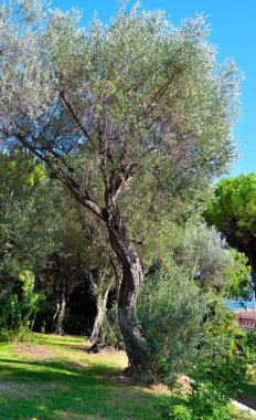 Villa Grimaldi Fassio Nervi Genoa İtalya 'da zeytin ağaçları