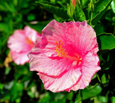 Nervi Park 'ta Hibiscus çiçeği, Cenova, Liguria, İtalya