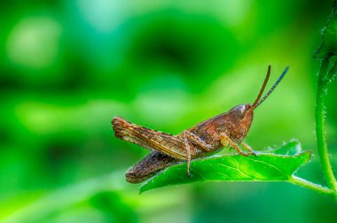 Yeşil yaprağın üzerinde duran kahverengi çekirge