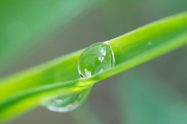 Yeşil yaprağın üzerinde duran ilginç bir su damlası.