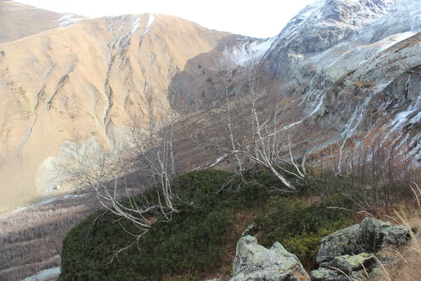 Birchs no topo. Montanhas Cáucaso . — Fotografia de Stock