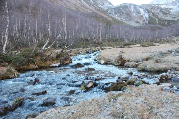 Nehir ve Kafkasya dağlarında birchs manzara.