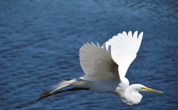 Uçuş ak balıkçıl