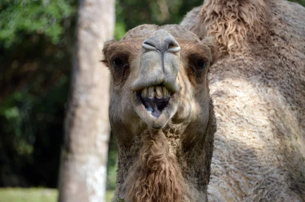 Gülümseyen bir deve